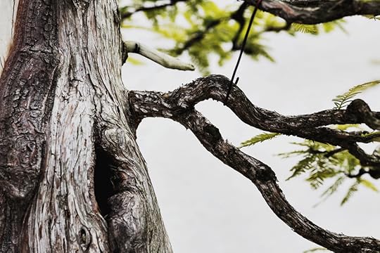 Bald Cypress bonsai, in training since 1987.