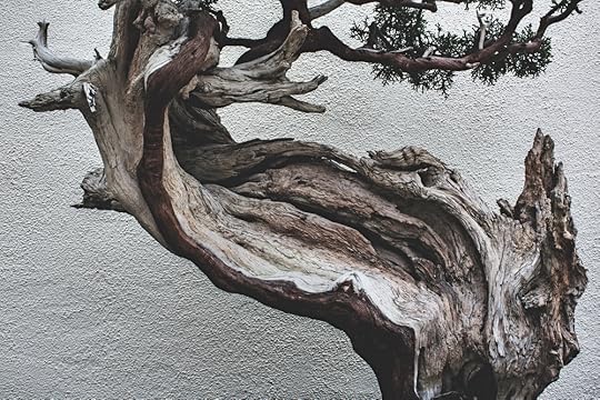 California Juniper, in training since 1964.