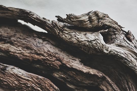 California Juniper, in training since 1964.