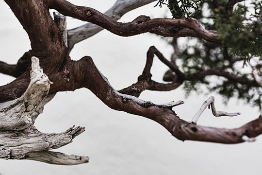 California Juniper, in training since 1964.