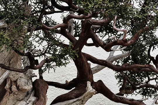 California Juniper, in training since 1964.