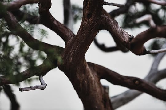 California Juniper, in training since 1964.