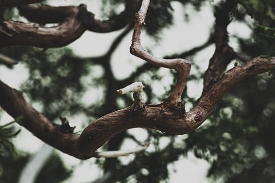 California Juniper, in training since 1964.
