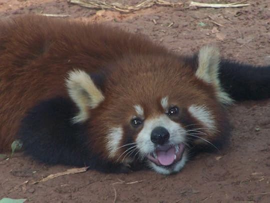 red panda
