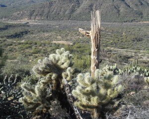 Desert