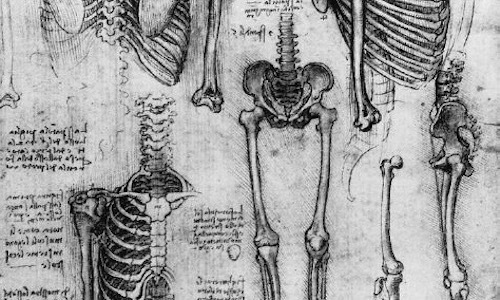 Leonardo_Skeleton_1511.jpg