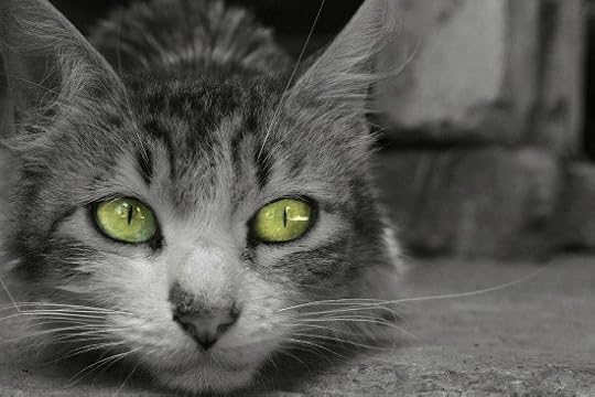blindness-in-cats