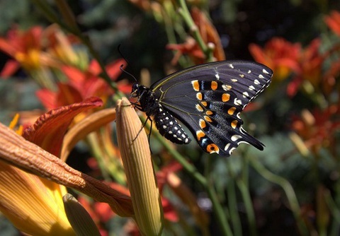 Photo: How to turn your yard into a pollinator haven