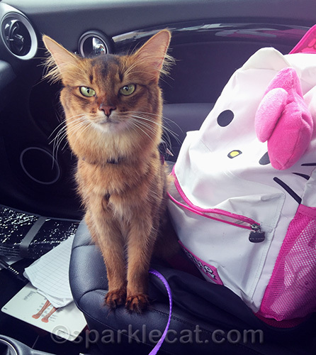 somali cat in the car with her therapy cat backpack