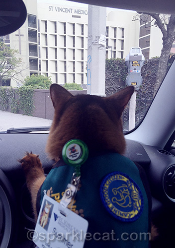 somali cat in car waiting to go into St. Vincent Medical Center to do her therapy cat work