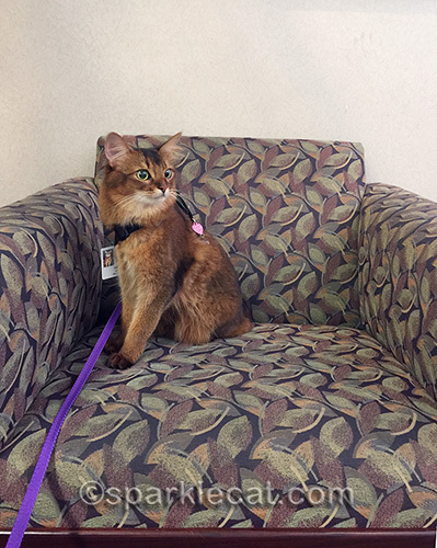 somali cat on chair in hospital entry during therapy cat visit