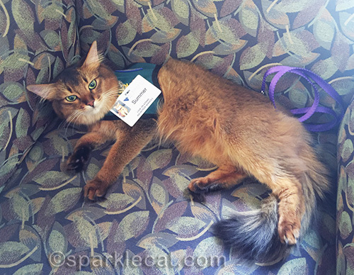 somali cat in therapy pet vest waiting for a belly rub in hospital lobby