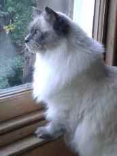 alfie07