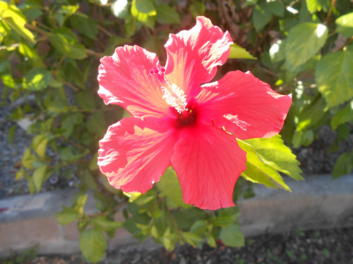 DSCN5246