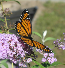 Monarch butterfly
