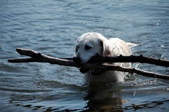 Bodie is a good dog. He has TWO sticks.