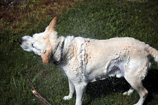 Important to shake off after a swim.