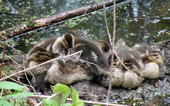 Ducklings