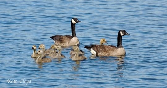 CanadaGeese