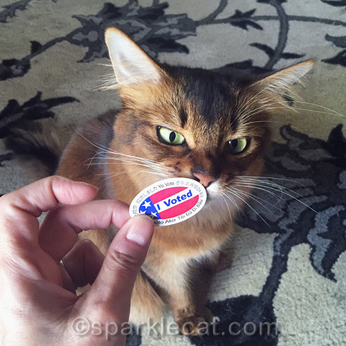 cat with silly voting sticker