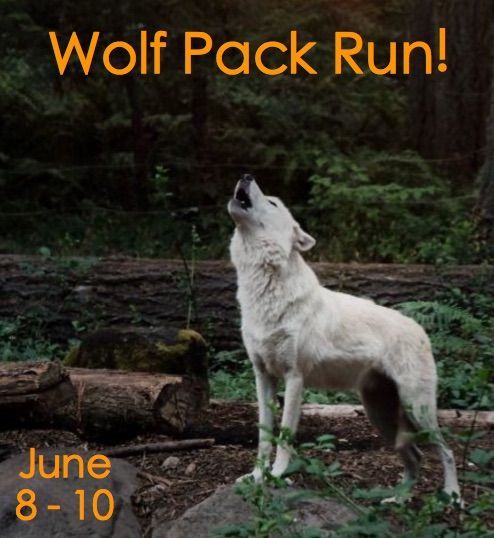 Wolf Pack Run June 2016