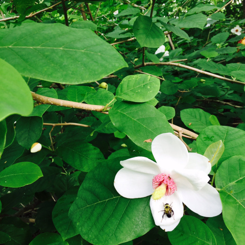 dogwood?
