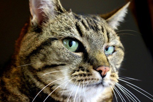 cat-neurotic