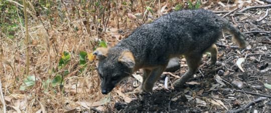 Island Fox on Santa Cruz island