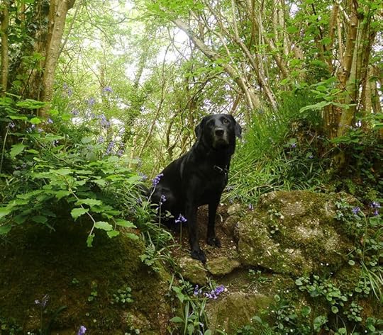 Stone wall, bluebells, & hound