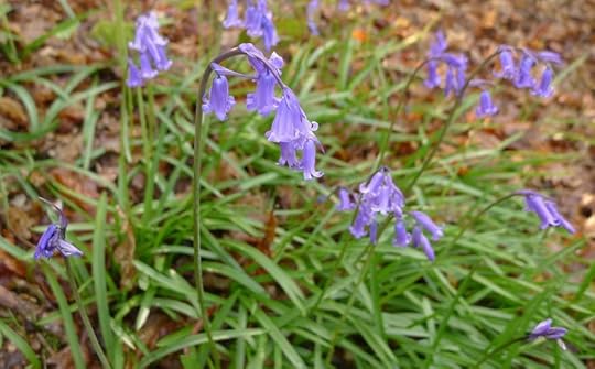 Bluebells
