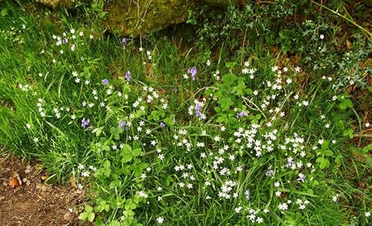 Bluebells and stitchwort