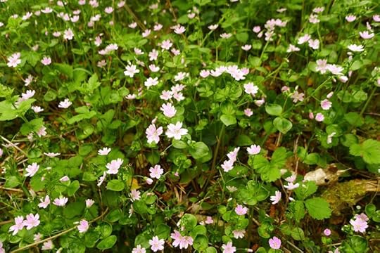 Pink cranesbill