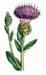Thistle