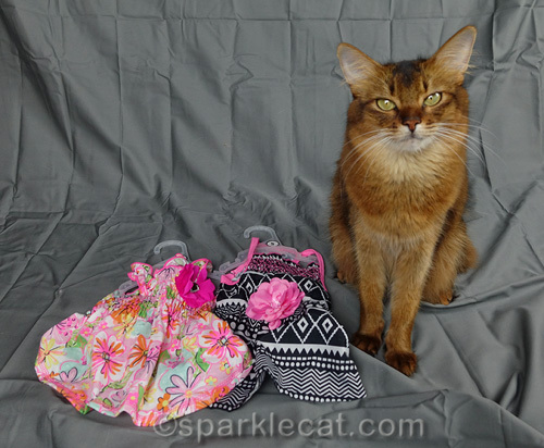 somali cat poses with sun dresses for cats