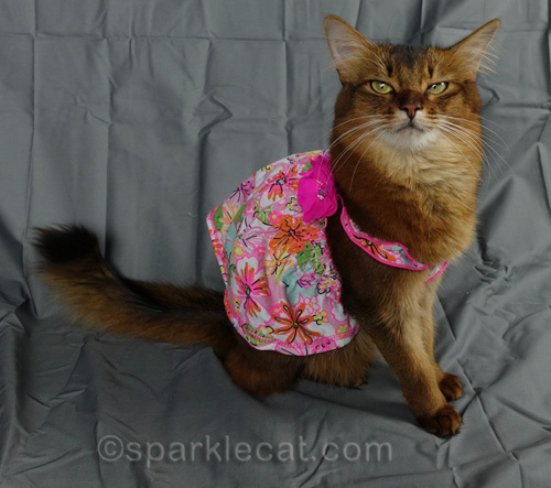 somali cat in spring colored sun dress