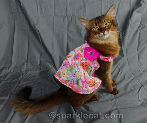 somali cat showing off cute sun dress