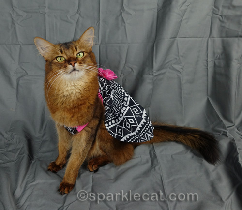 somali cat models a black and white and pink dress