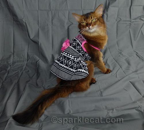 somali cat looking over her shoulder while wearing dress