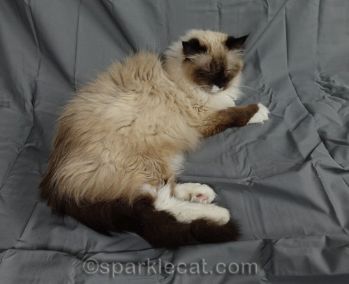 ragdoll cat lying on gray sheet