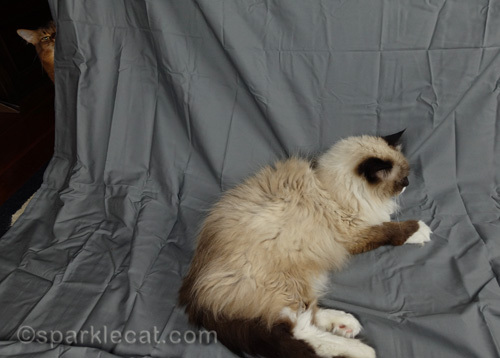 somali cat watching ragdoll cat from hiding spot