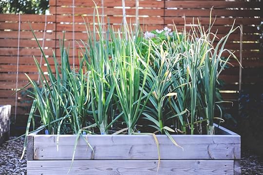 Onions and Garlic_Seattle Urban Farm Co.