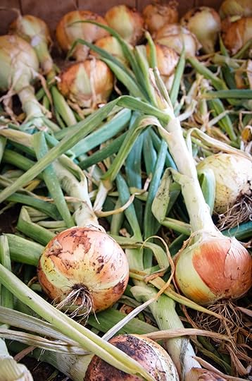 Onions curing after harvest.