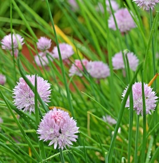 Chive Flowers
