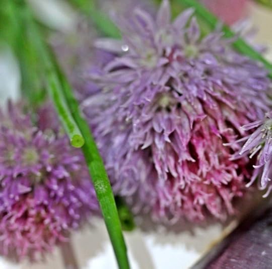 Chive Flowers_2_650