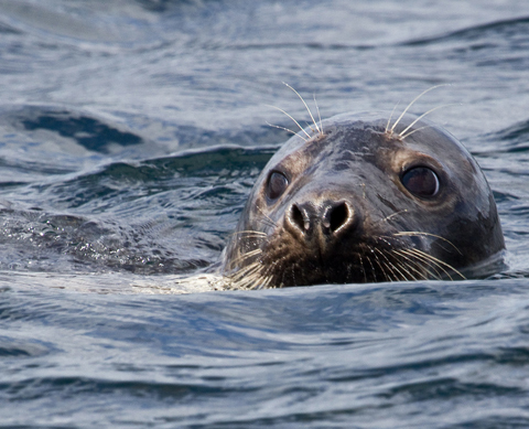 Photo: Oceans of reasons to protect what we love