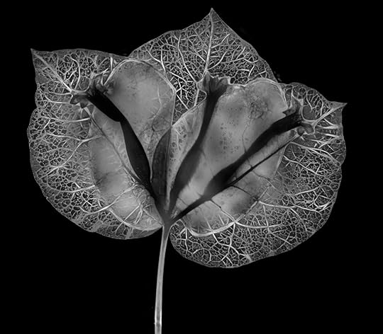 Bougainvillea Variation I © Harold Davis