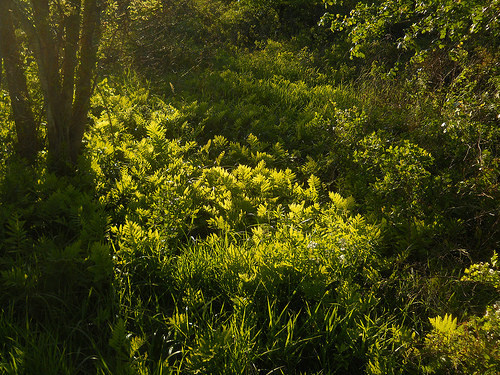ferns a-glow