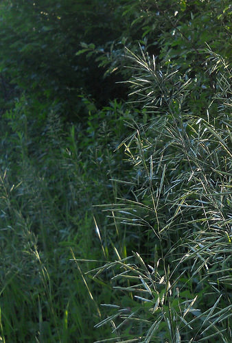 evening grasses
