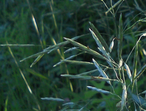 evening grasses