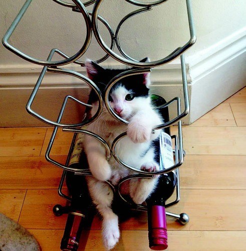 if-it-fits-i-sit